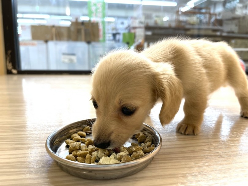 かなり食欲旺盛！ | ミニチュア・ダックスフント （814761） - 大和 相模大塚店