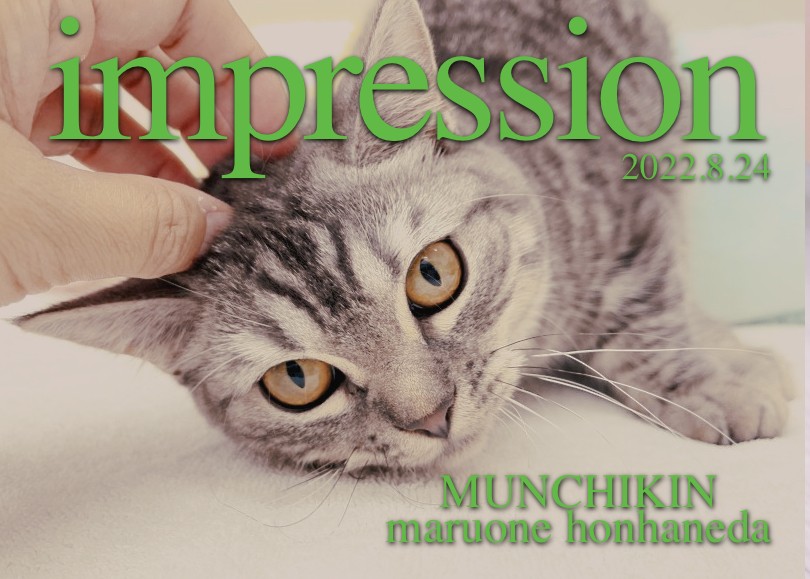 子猫様確認用 楽天市場】【レビュー特典あり】 キャットステップ MYZOO マイズー