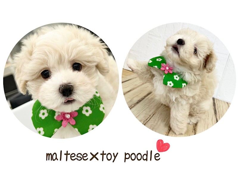 ちょっとタレ目の童顔が可愛い | MIX犬 マルプー （312116） - 横浜 港北ニュータウン店