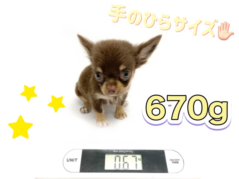 成犬時の体重は2.5kg前後予想 小さめサイズのチワワちゃん | チワワ （150329） - 東川口店