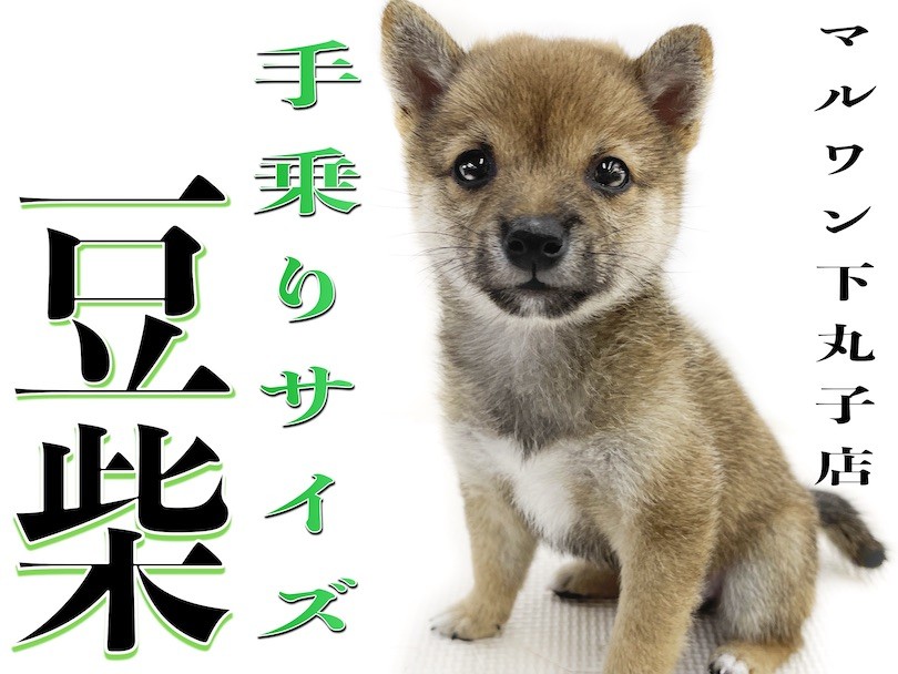 □豆柴　プロフ必須さま専用愛犬ちゃん2体ミニチュアオーダー確認用ページ□愛犬雑貨 □豆柴 プロフ必須さま専用愛犬ちゃん2体ミニチュアオーダー確認