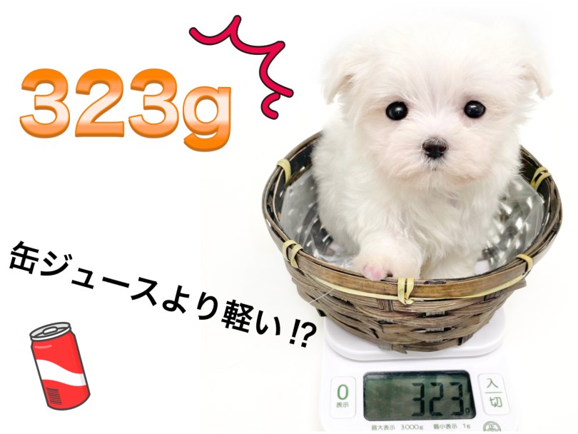 成犬時は2kg前後の極小サイズの男の子 | マルチーズ （150332） - 東川口店