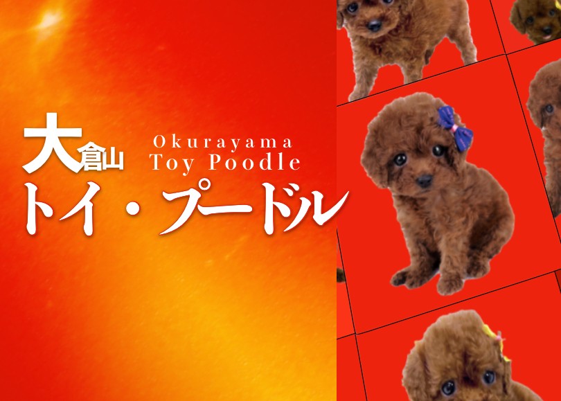 トイ・プードル 子犬 】史上最高峰のレッドカラーの呼び声高き乙女