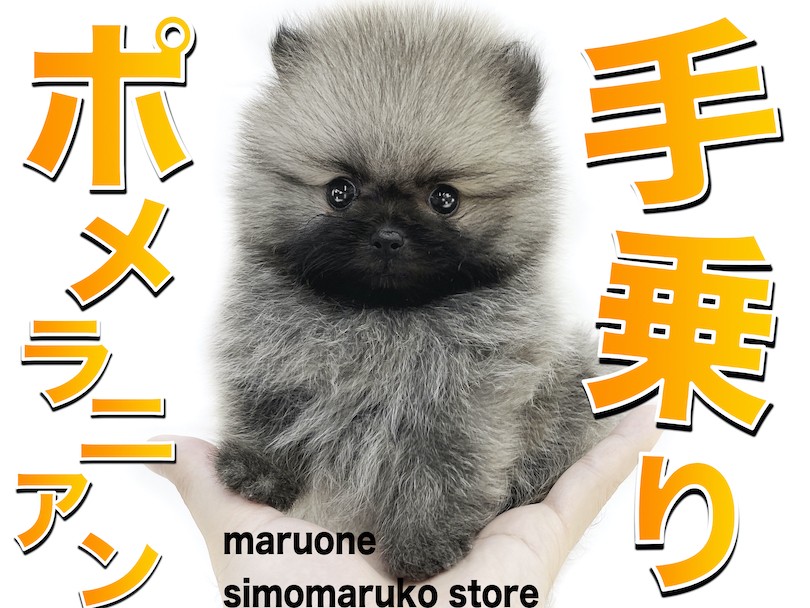 ポメラニアン 】抜群のキャラクター性！生後2ヶ月で体重442gの手乗り