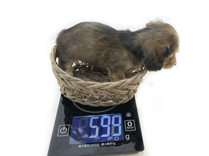成犬時の予想体重は3kg程 | カニンヘン・ダックスフント （814768） - 大和 相模大塚店