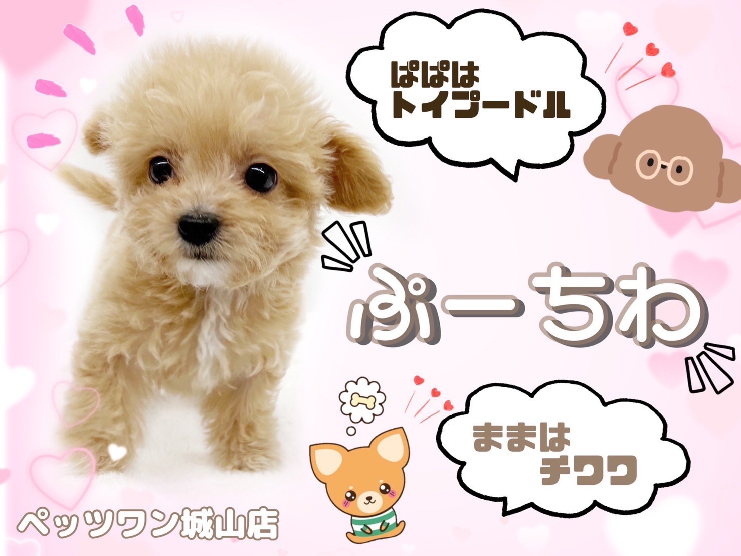 MIX 】小さい＋可愛い＋人懐っこい＝激カワMIX犬プーチワ