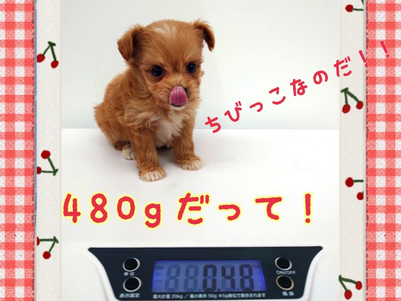 驚異の480g！手のりワンコです！ | MIX犬 プーポメ （130456） - 高井戸店