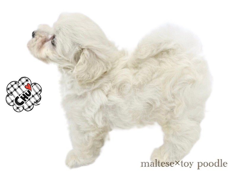 一人遊びも上手なマルプー君は、お留守番も上手にできます | MIX犬 マルプー （312121） - 横浜 港北ニュータウン店
