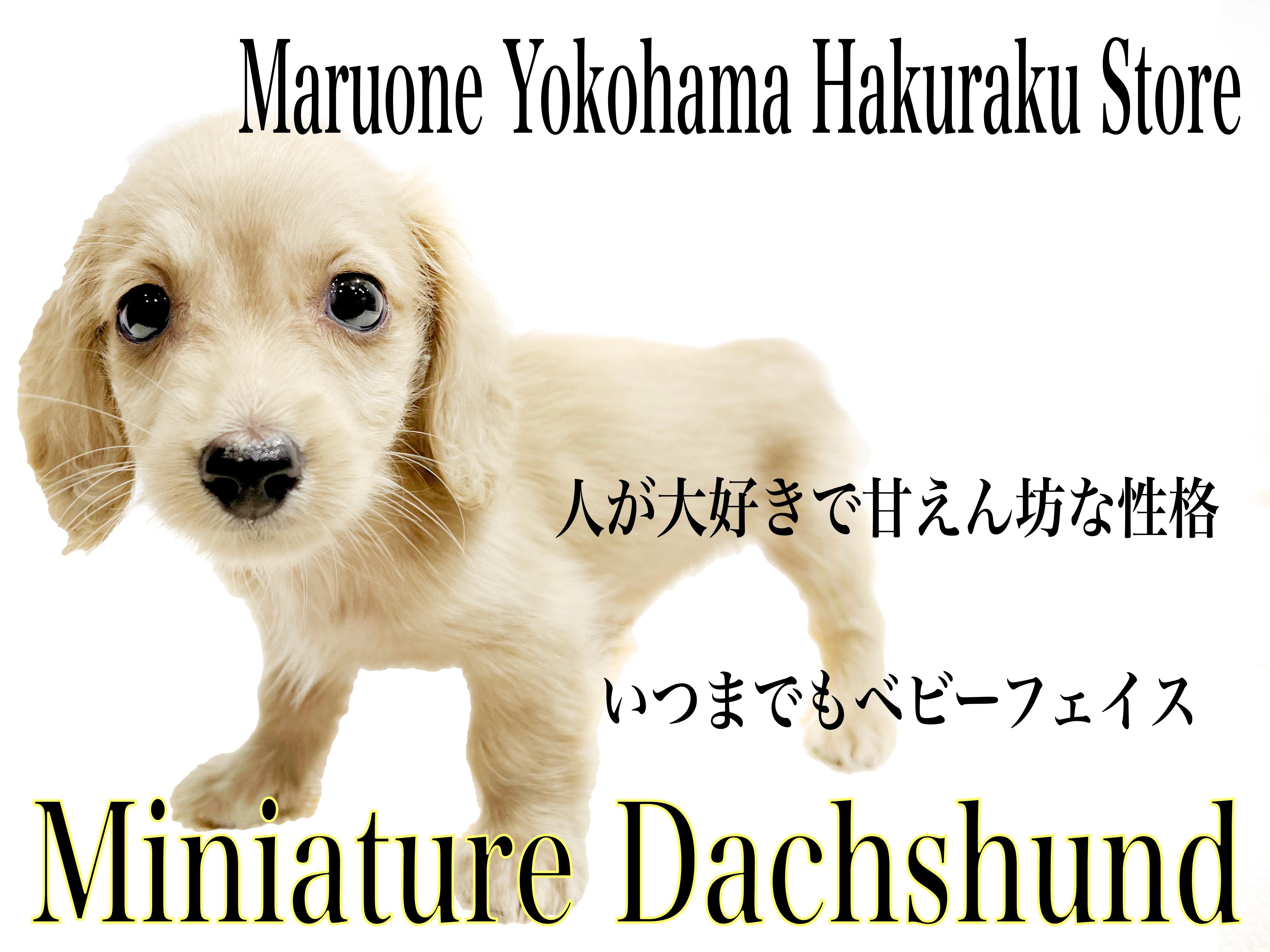 【ペットママ】ハンドメイド ダックス 11/19 lcoin-sdbt01a.jpg