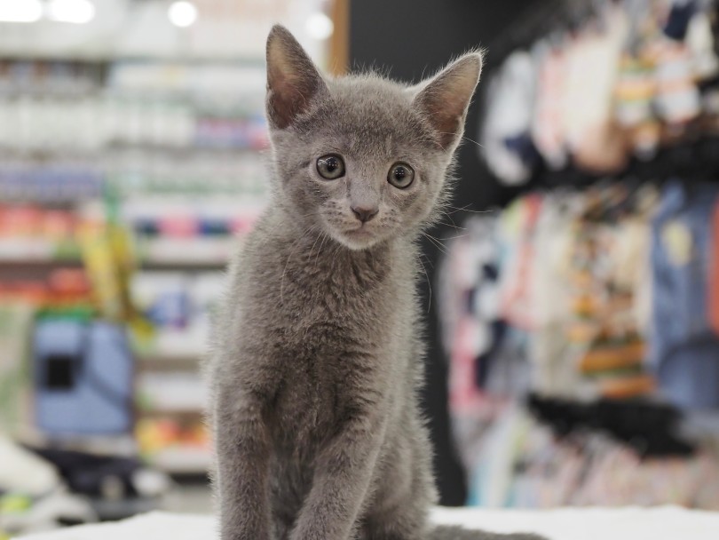 これぞ猫らしいシルエット！ | ロシアンブルー （6131206） - 横浜 大倉山店