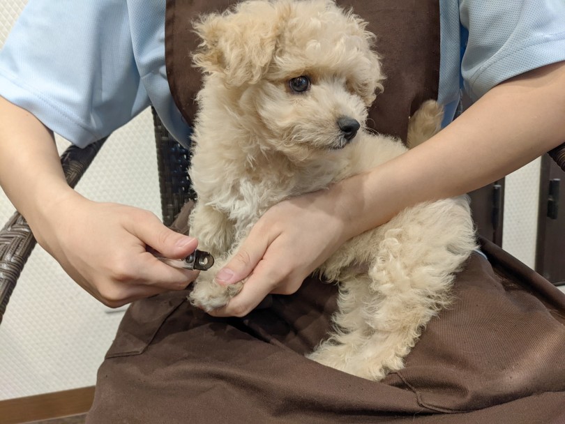 爪切りの練習 | MIX犬 ビションプー （11914） - 横浜 今宿店