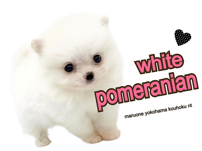 【 ポメラニアン 】希少ホワイトポメちゃん。なんと！極小2ヶ月で360g
