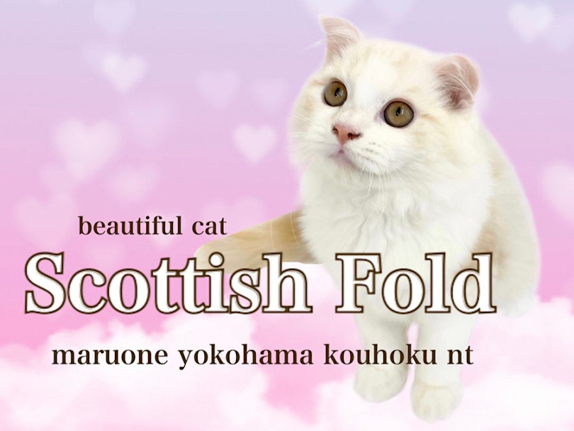 【 スコティッシュフォールド 】育てやすい月齢のクリームカラーの美猫！