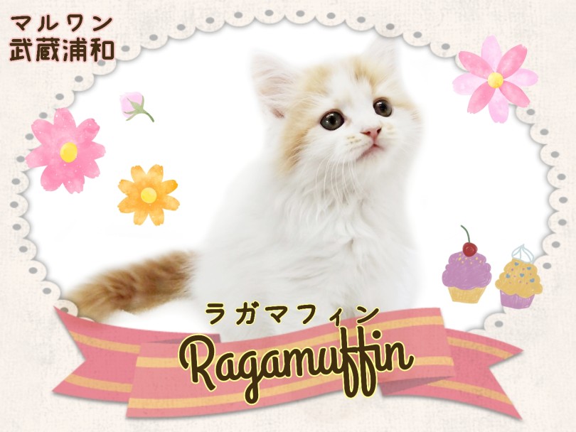 【 ラガマフィン 】猫界のテディベア！おっとり甘えん坊で愛情深い男の子