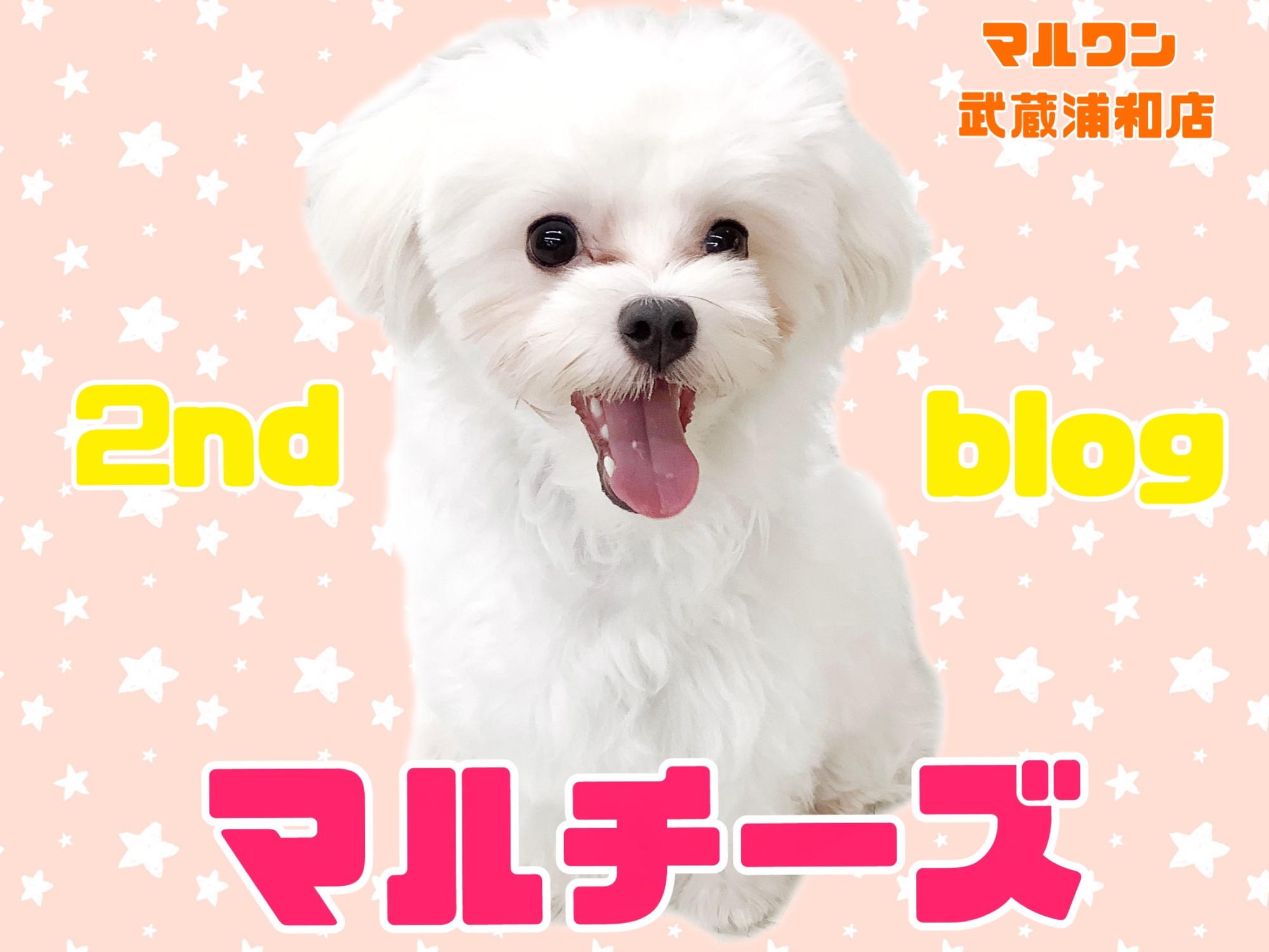 マルチーズ 】生後8ヶ月で2.8kg！小さめサイズの飼いやすい男の子