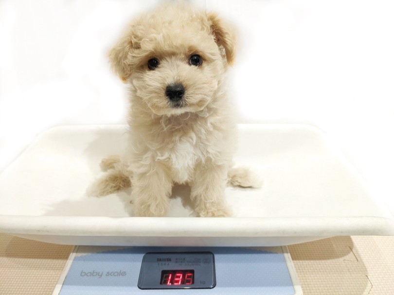 生後2ヶ月現在の体重は「1.35kg」 | MIX犬 ビションプー （11914） - 横浜 今宿店