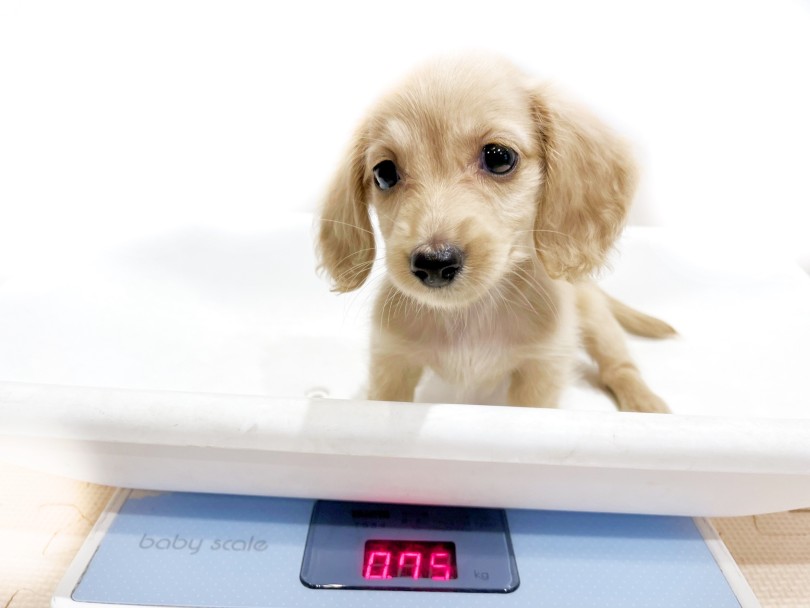 成犬時の予想体重が3.0 ~6.0kg前後 | ミニチュア・ダックスフント （11911） - 横浜 白楽店