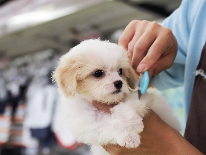 両親の毛質の良いところがうまいとこを受け継いじゃったラッキーボーイ♡ | MIX犬 ビションキャバション （6131199） - 横浜 大倉山店