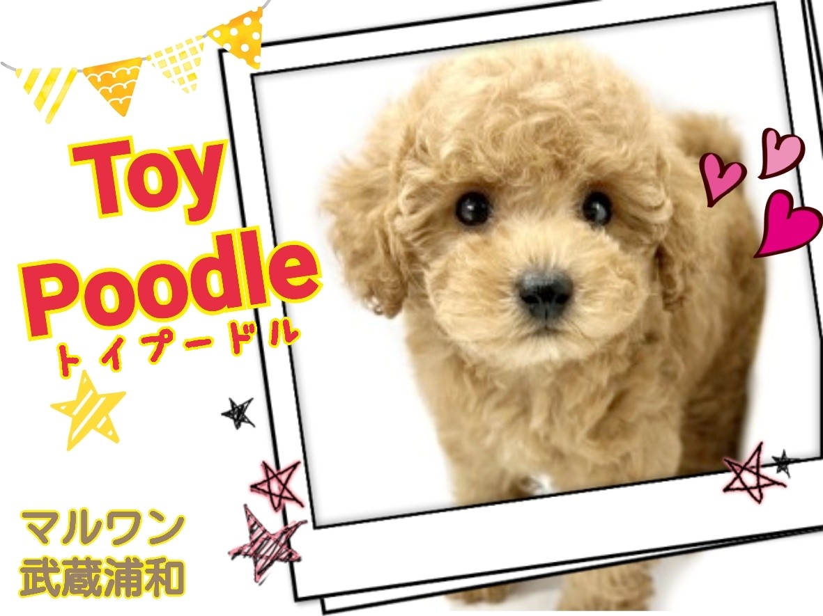 トイプードル 】性格良し、飼いやすい犬種NO1！毛量多めヌイグルミ感