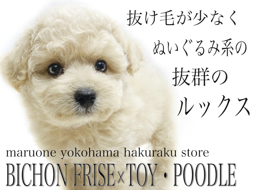 MIX 】生後2ヶ月半で手入れ慣れOK！両親はビションフリーゼとトイ