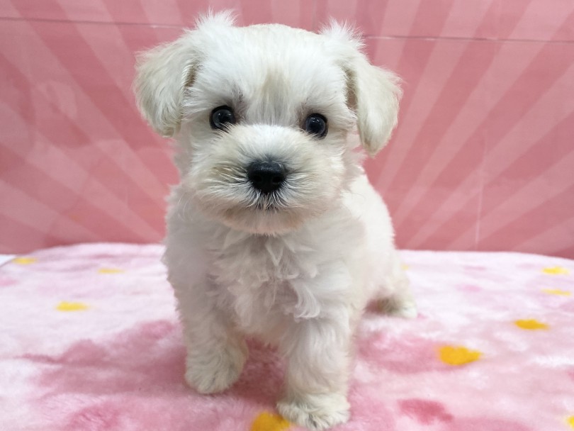 実はレア？！マルプーのホワイトカラー！ | MIX犬 マルプー （6131204） - 横浜 大倉山店