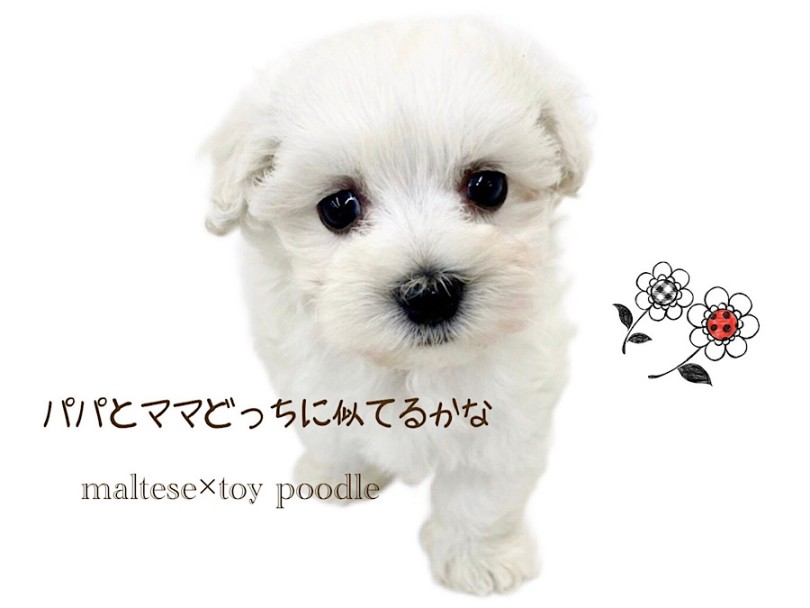 パパのマルチーズ要素強めの男の子 | MIX犬 マルプー （312121） - 横浜 港北ニュータウン店