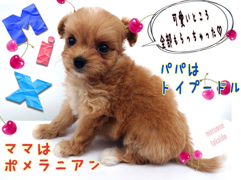 MIX犬 】パパはトイプー！ママはポメ！手の平サイズのちびっこMix ...