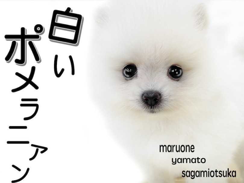 ポメラニアン 大人気の白ポメ 小さめサイズで生後60日で体重452g マルワンblog ペットショップ マルワン 小さめ子犬 美形な子猫 初心者安心のサポート