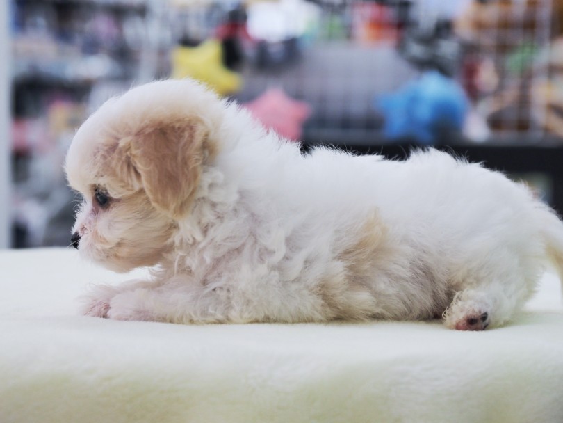 体のカラーは、ほぼホワイト | MIX犬 ビションキャバション （6131199） - 横浜 大倉山店
