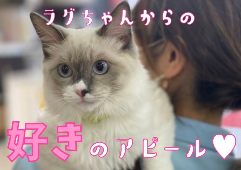【 猫の気持ち 】ラグドールちゃんをモデルに猫の感情表現を解説！