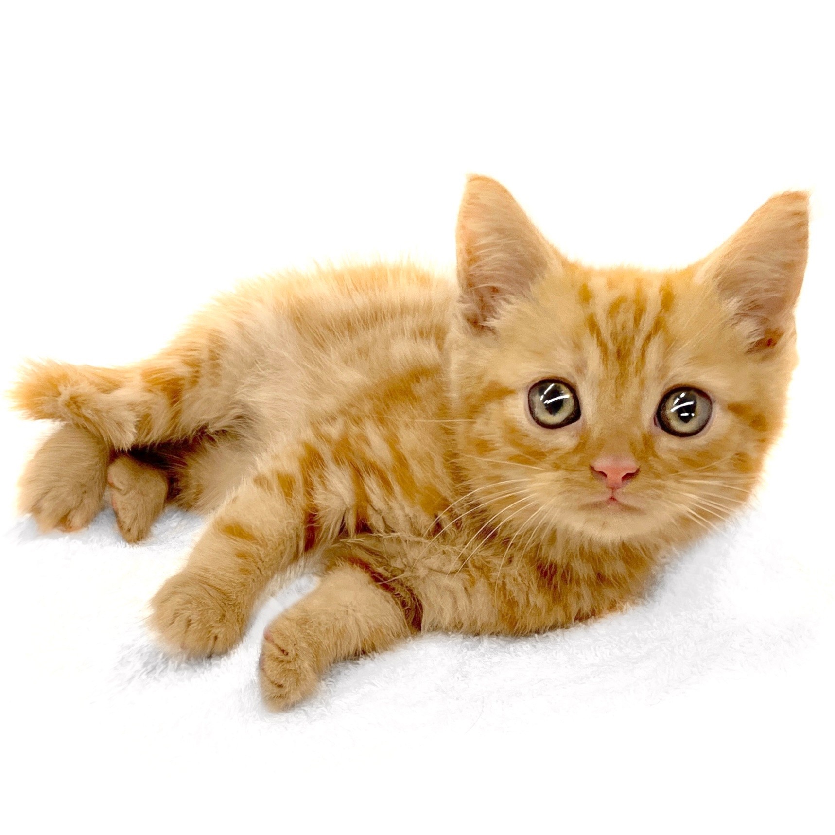 アメリカンショートヘア ペットショップ マルワン 小さめ子犬 美形な子猫 初心者安心のサポート アメリカンショートヘア ペットショップ マルワン 小さめ子犬 美形な子猫 初心者安心のサポート