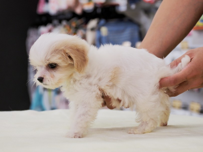 いっぱい食べたら寝るのがお仕事！ | MIX犬 ビションキャバション （6131199） - 横浜 大倉山店