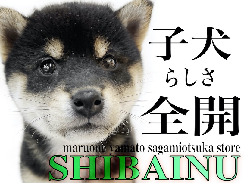 柴犬 日本犬代表 忠誠心が高く人気の黒柴は幼顔で子犬らしさ全開 マルワンblog ペットショップ マルワン 小さめ子犬 美形な子猫 初心者安心のサポート