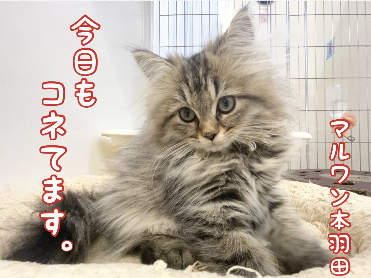 【 ペルシャ猫 】ペルシャちゃんは朝から全力でコネてますニャン