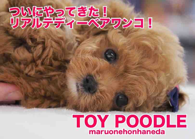 トイプードル 】究極のリアルテディベアがマルワン本羽田店にやってき