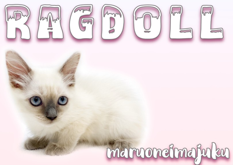 【 ラグドール 】ブルーポイントが美しい温厚で甘えん坊な美猫！可愛い動画つき！