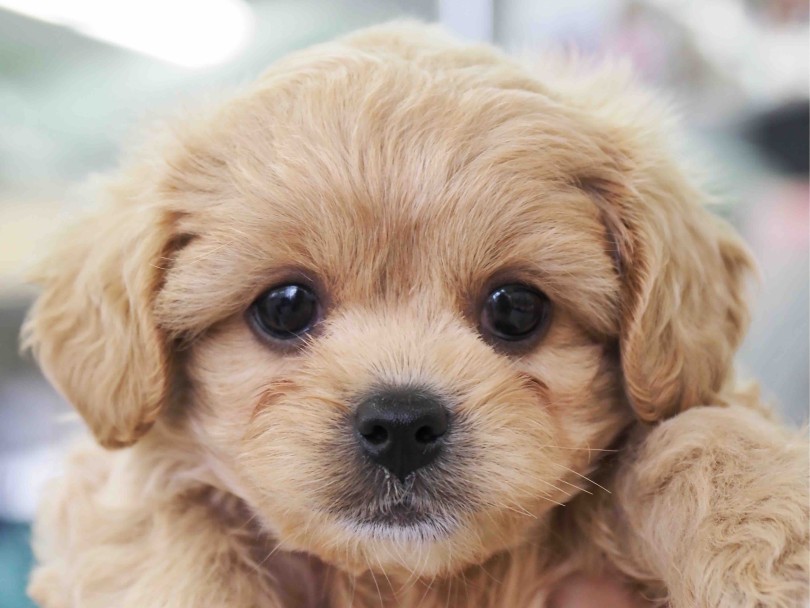 愛らしい大きな瞳と短めマズル | MIX犬 ペキプー （6131208） - 横浜 大倉山店