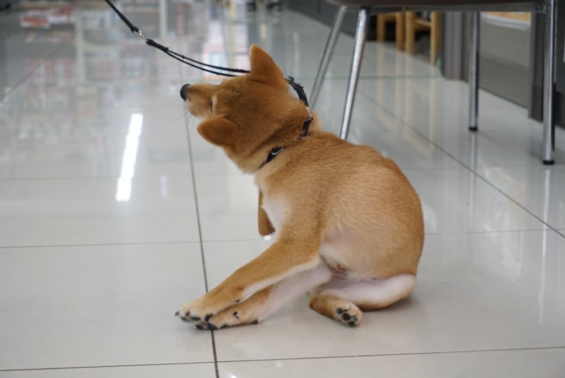 リードにはまだ慣れて居ないので、カイカイしたりしていました | 柴犬 （6131187） - 横浜 大倉山店