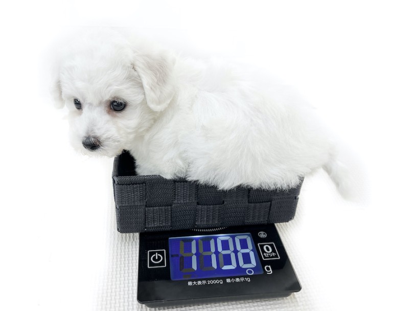 成犬時の予想体重は6kg程 | ビションフリーゼ （814776） - 大和  相模大塚店