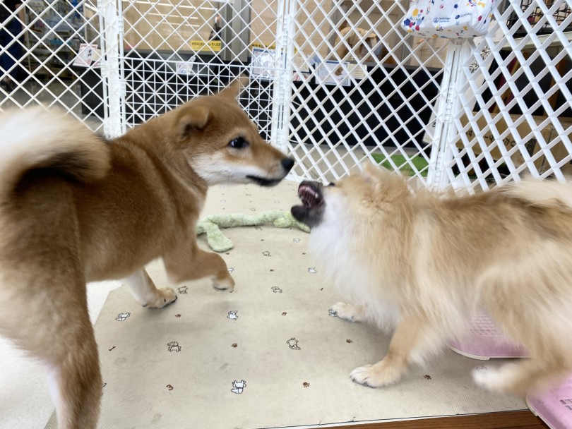 意外とスムーズにお外デビュー | 柴犬 （6131187） - 横浜 大倉山店