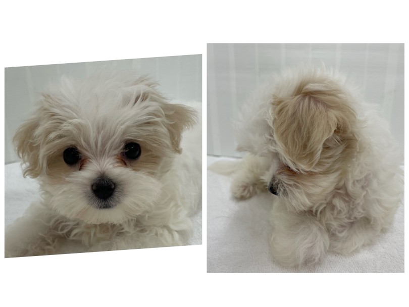 可愛いお顔と淡いミルクティーのようなカラーの被毛 | MIX犬 マルプー （713903） - 横浜 鶴見店