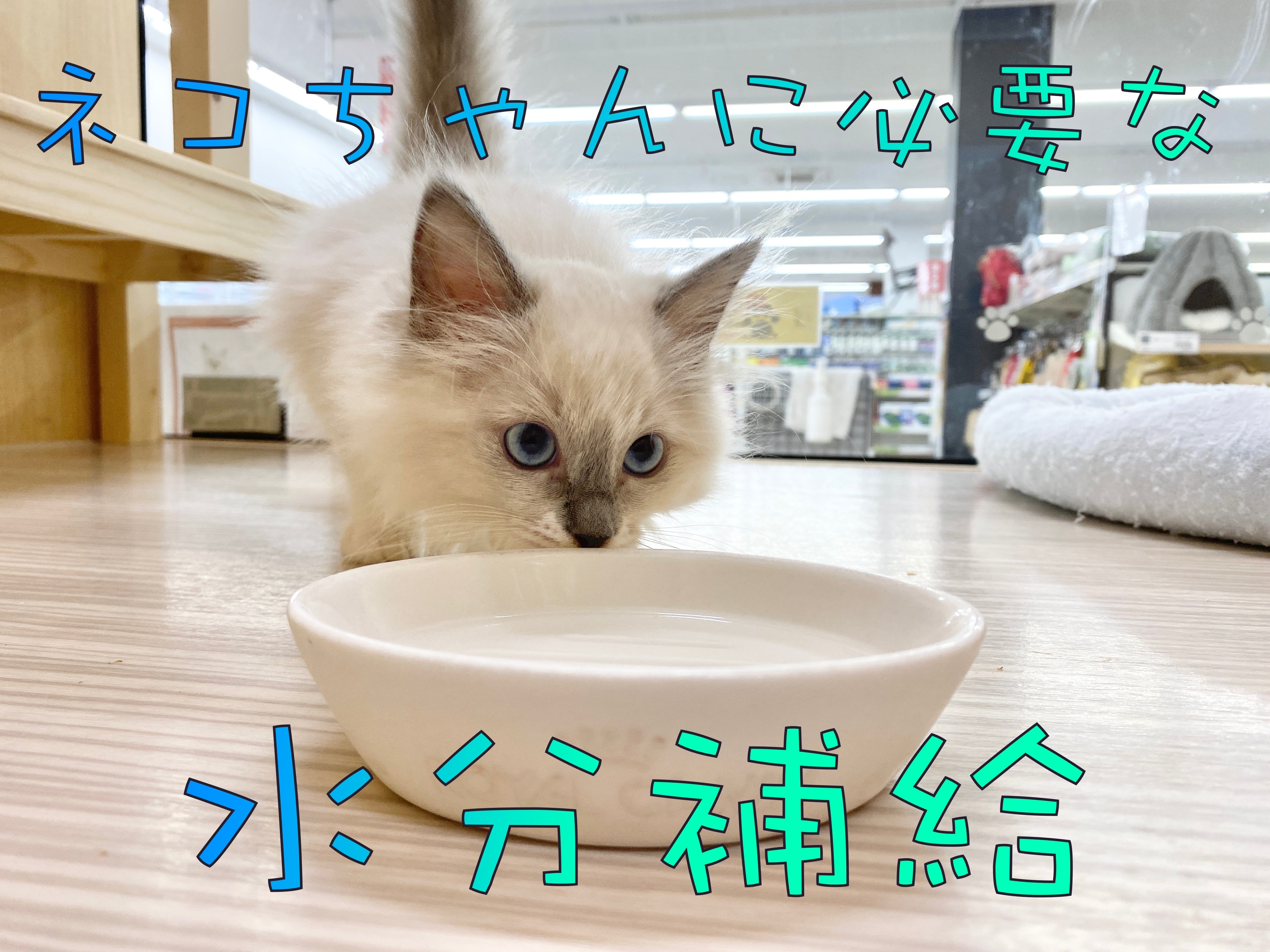 ネコちゃんと水分】冬こそネコちゃんの水分補給を増やそう 