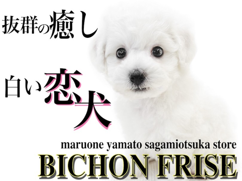【 ビションフリーゼ 】大人気のアフロ犬！純白のルックスに懐っこい性格の白い恋犬