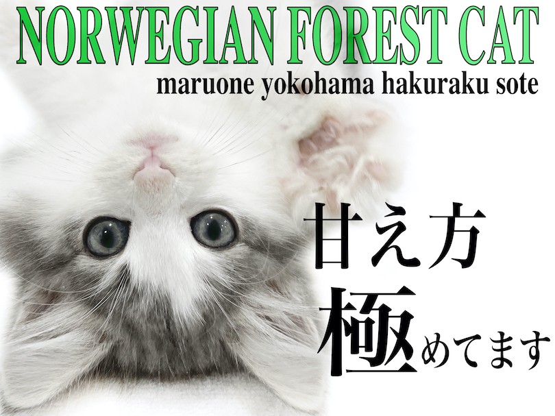 猫飼ってます カード検索 ｜ Z/X - Zillions of enemy X - ゼクス公式サイト