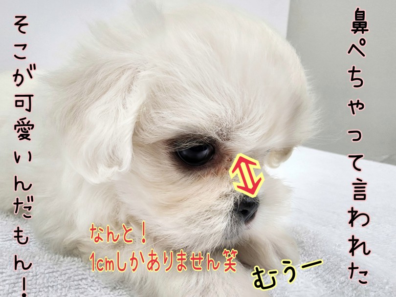 注目していただきたいのがお鼻の短さ！ | MIX犬 マルペキ （130463） - 高井戸店