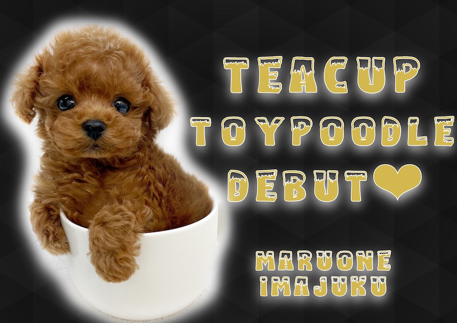 トイ・プードル[レッド] | ひごペット(スマホ):近畿一円 ペット