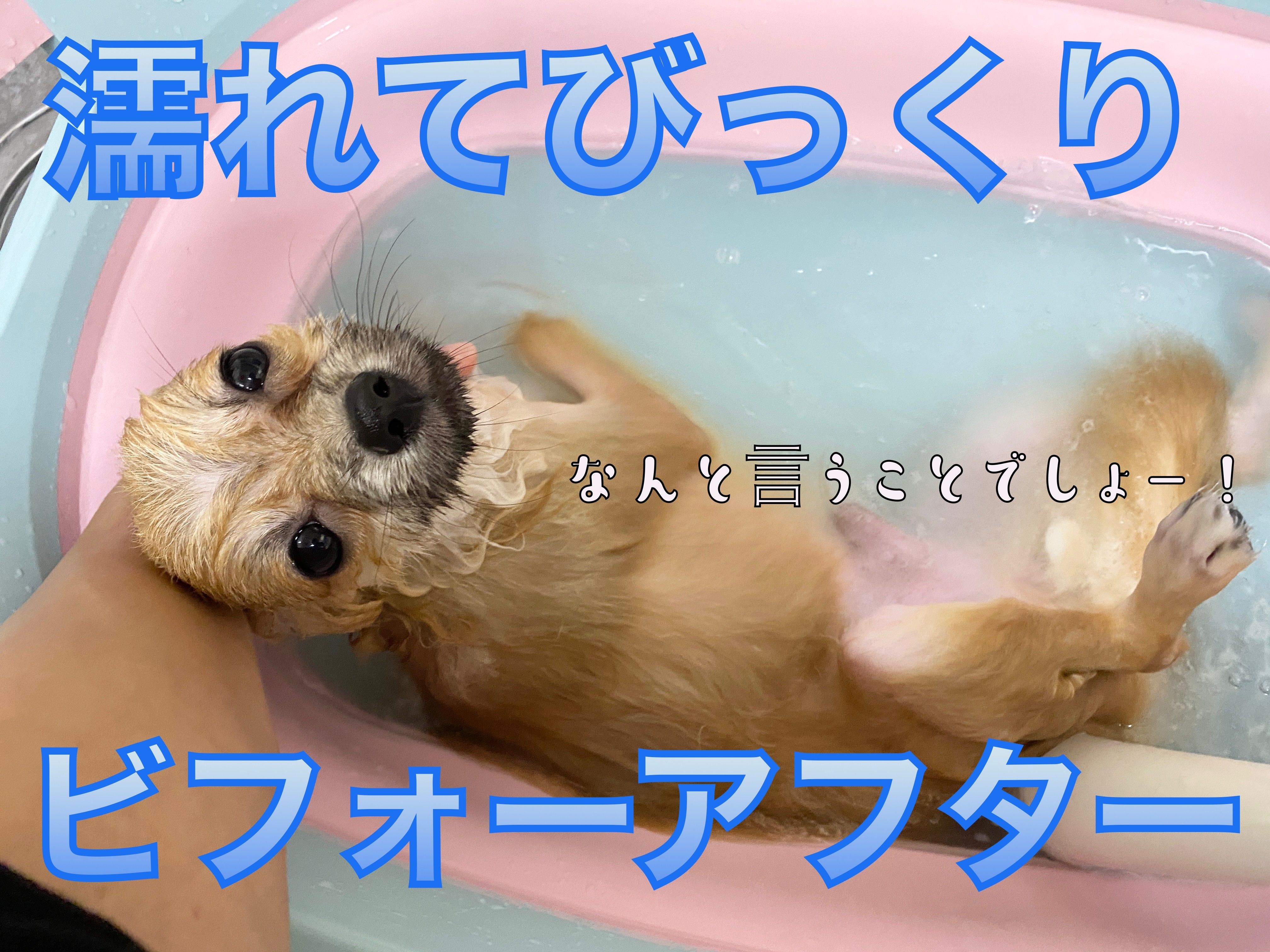 ポメラニアン 】濡れてびっくり！ぽぽちゃんビフォーアフター