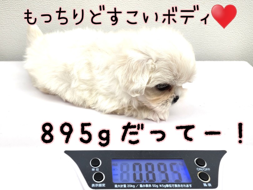 おとなになっても3～5kg位の程よいサイズ！ | MIX犬 マルペキ （130463） - 高井戸店
