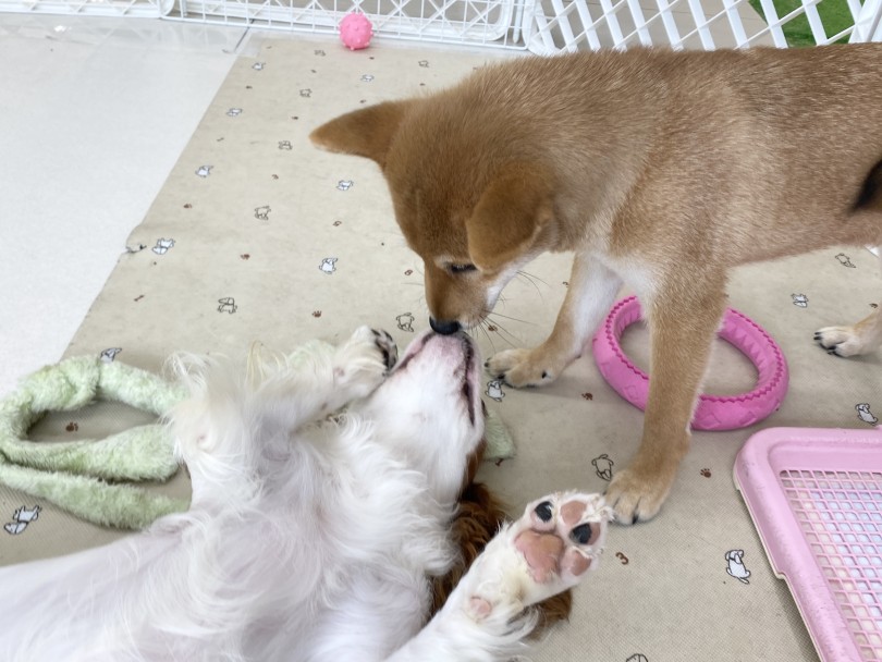 きゃばりんって本当に優しいな・・・♡ | 柴犬 （6131187） - 横浜 大倉山店