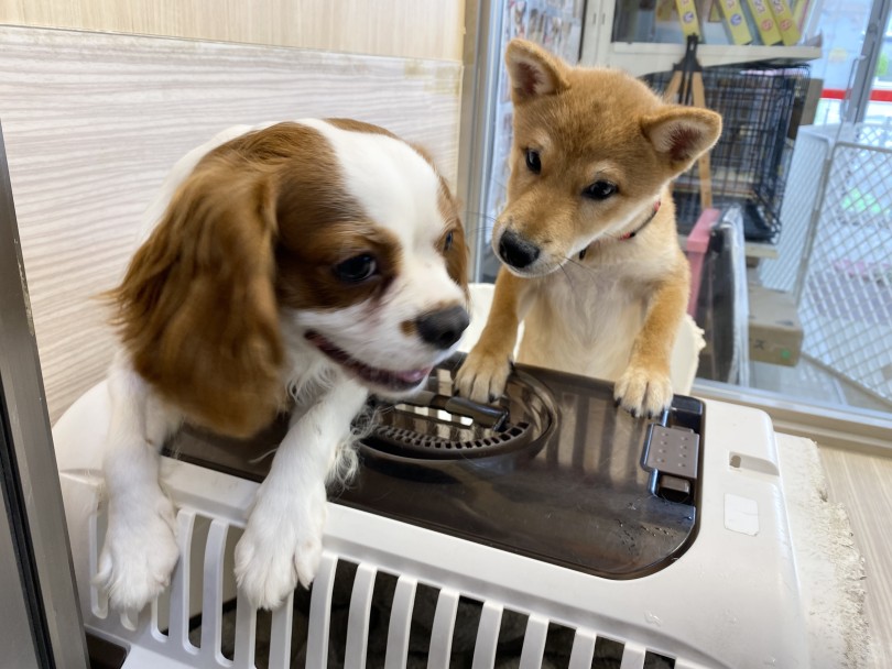 今日から教育係のきゃばりんと同室での時間も増やしていきます | 柴犬 （6131187） - 横浜 大倉山店